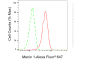 KD-Validated Anti-Menin 1 Rabbit Monoclonal Antibody